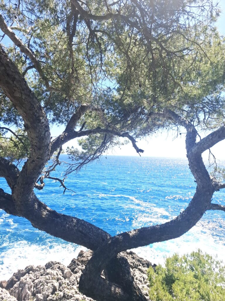 Dispute d'arbre